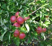 Wagener Apple